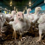 produção aves, jejum