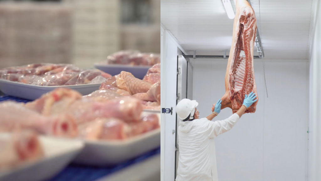 suíno, carne, frango suíno, carne, frango