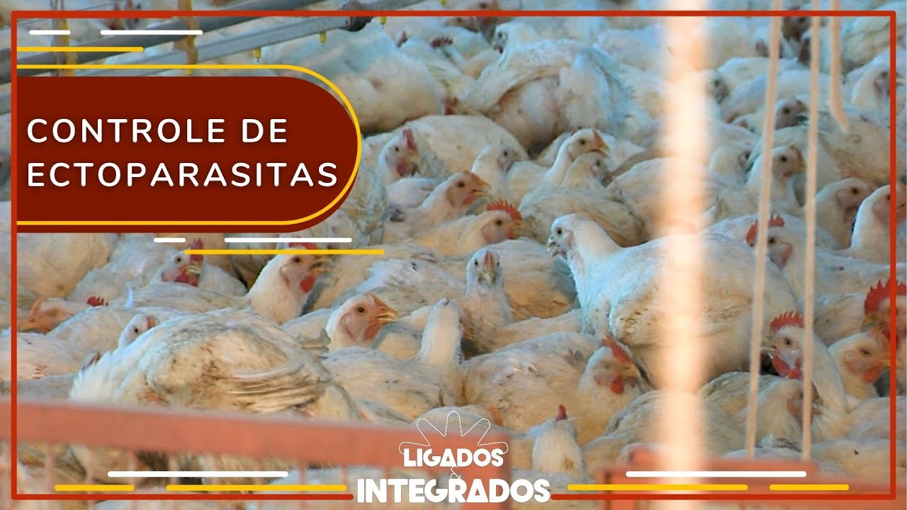 Como assegurar o controle de ectoparasitas na sua granja de aves?