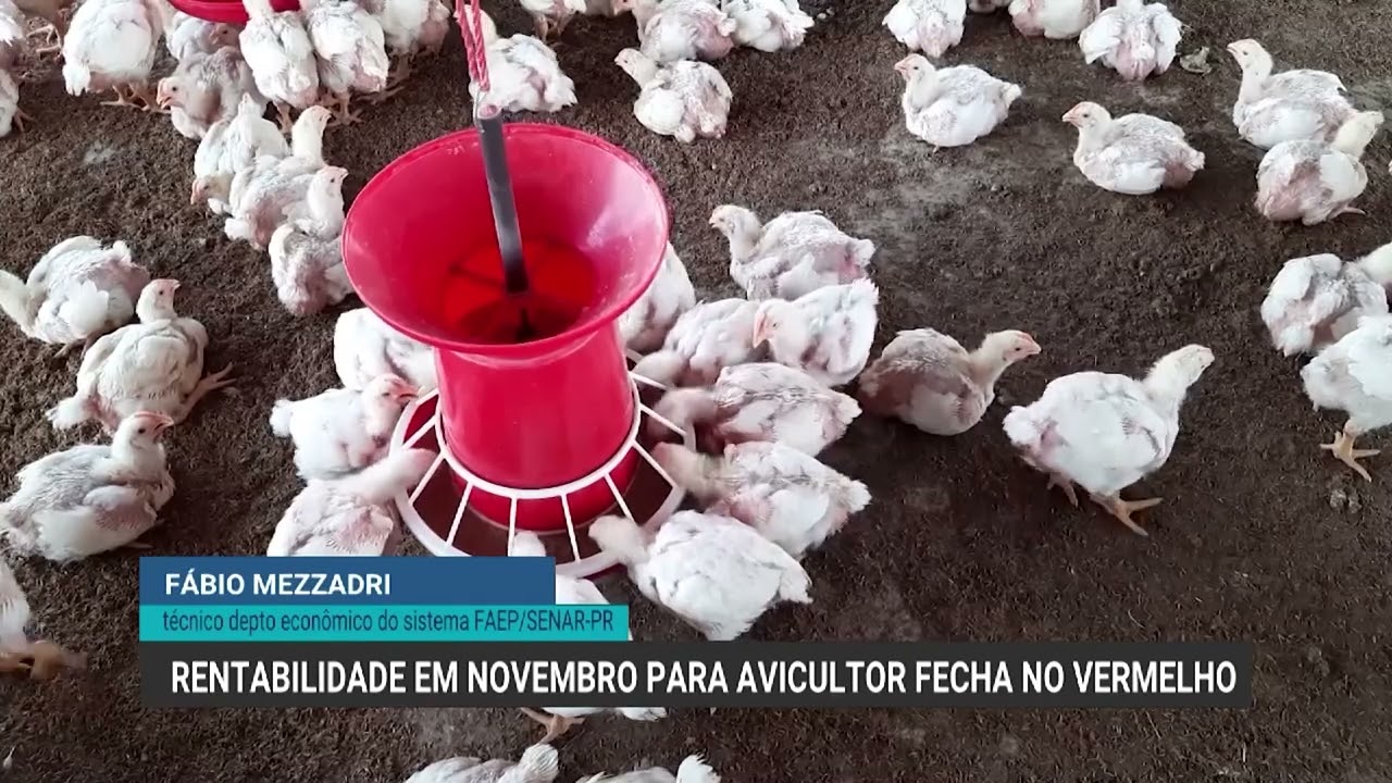 Produção de carne de peru cai 63% em 10 anos