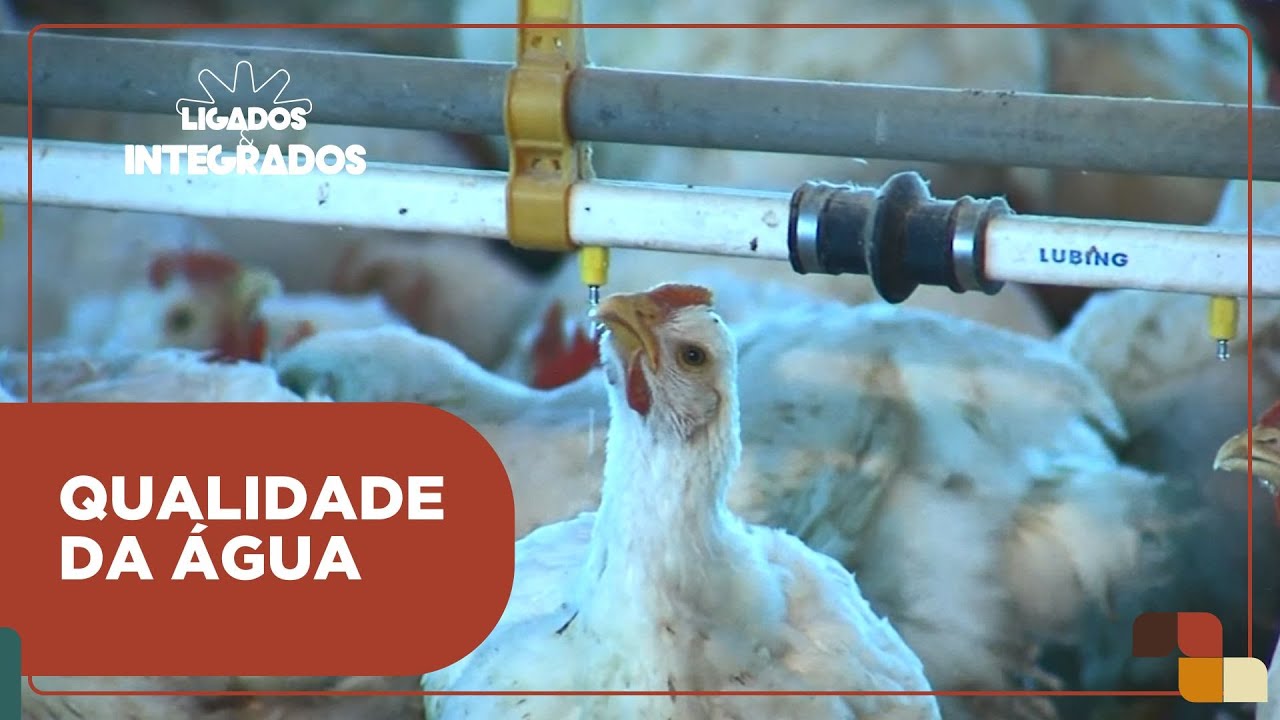 Quais cuidados se deve ter com a água fornecida para as aves?