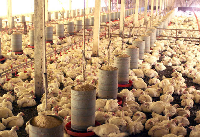 CASCAVEL/PR – 15-02-11 – Avicultura de Corte – Produtores de frangos, filiados a Cooperativas da região de Cascavel. Foto Jonas Oliveira