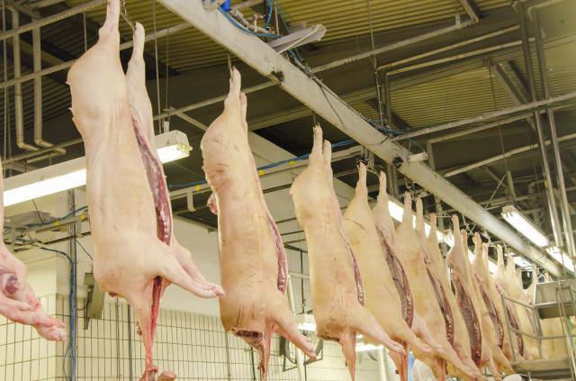 Nova desvalorização eleva a competitividade da carne suína frente à bovina ou de frango