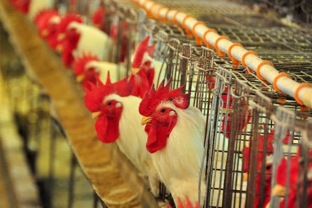 OMS: risco de gripe aviária H5N1 em humanos permanece baixo