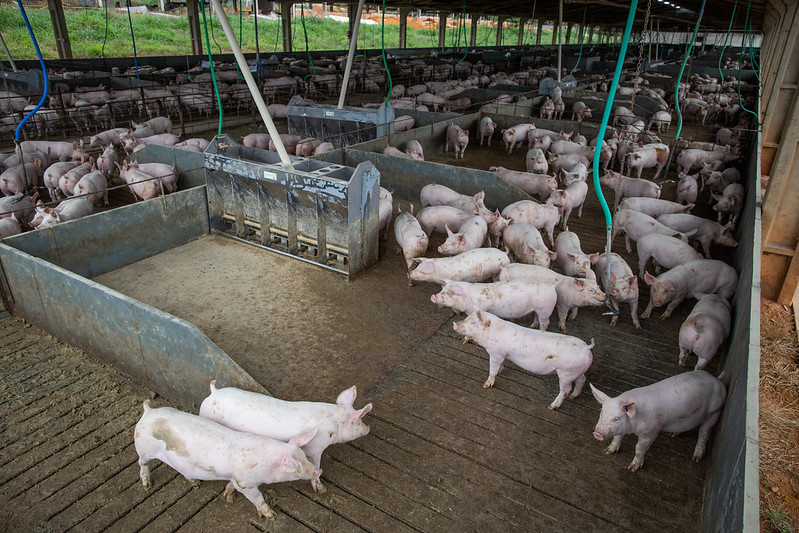 Conheça estratégias de uso responsável de antibióticos em suínos