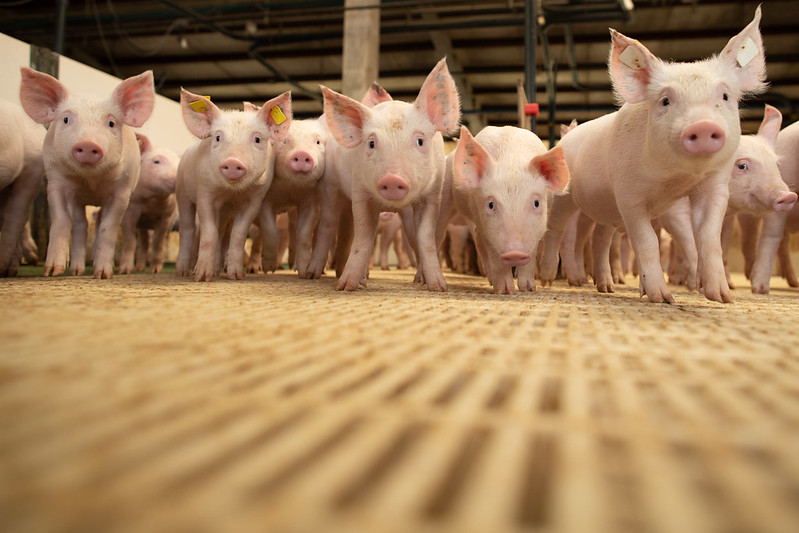 Santa Catarina bate recorde de exportação de carne suína