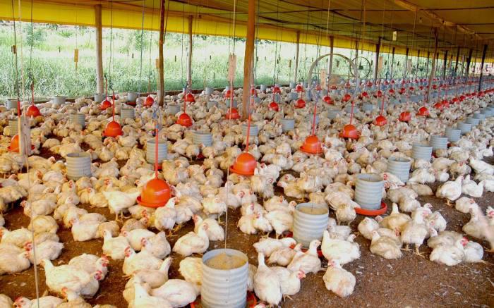 Brinquedos aliviam stress e ajudam a melhorar desempenho das aves