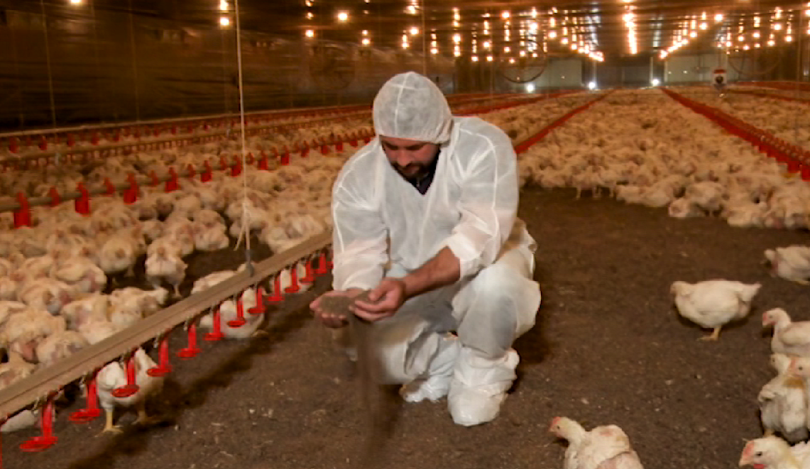 Frango: como evitar calo na pata e prejuízo na produção