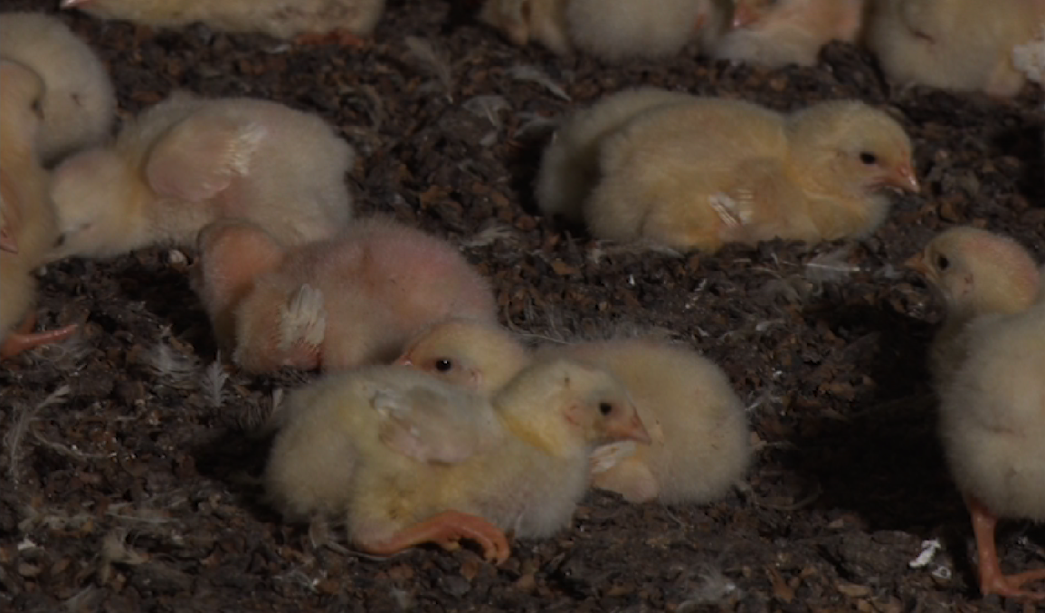 Um novo ciclo: Veja como preparar o galpão para a chegada dos pintinhos