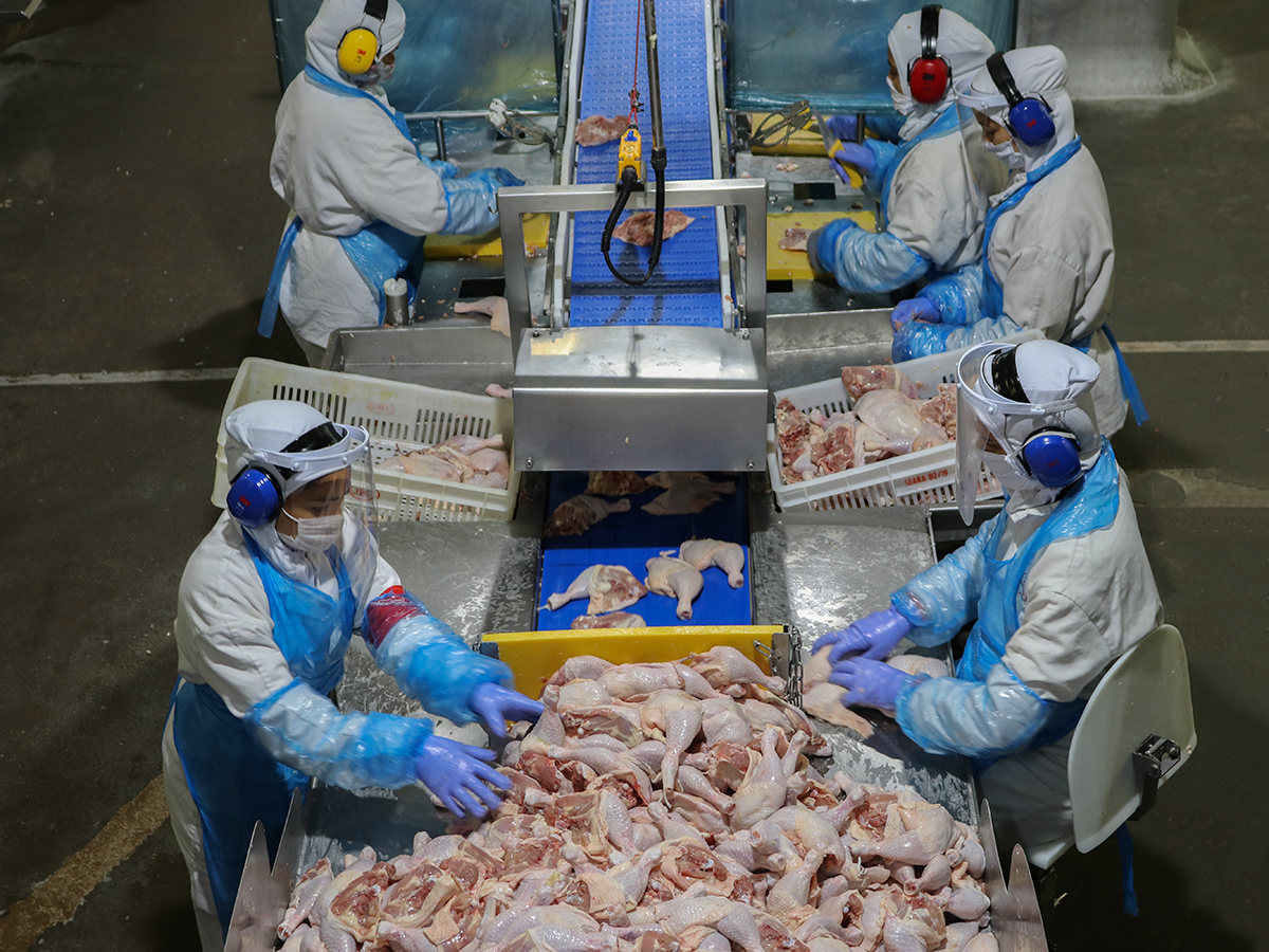 Cresce em 54% receita obtida com exportação de carne de frango em Setembro