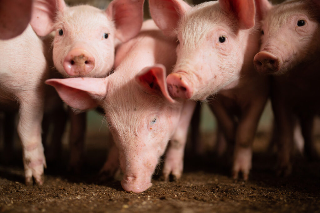 Conheça a importância da nutrição de precisão para alimentação dos suínos