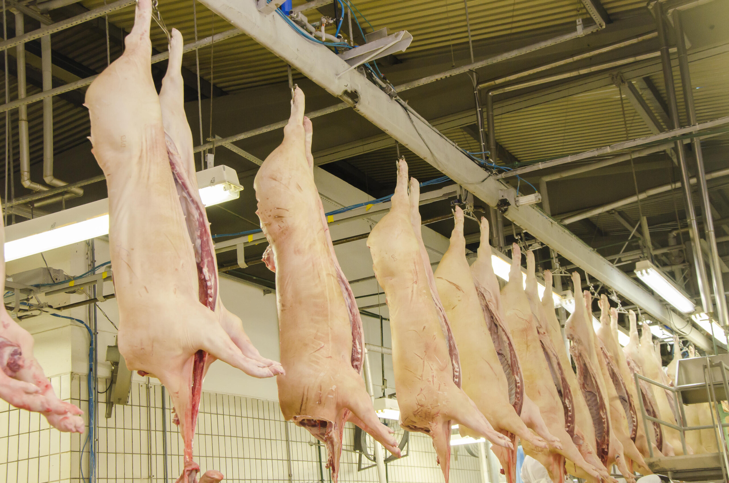 Brasil pode se tornar 3º maior produtor mundial de carne suína