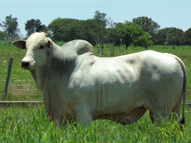 Preços da carne caem ante cenário de lenta reposição