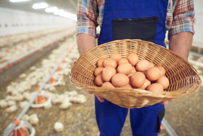 Eggs right from the farm