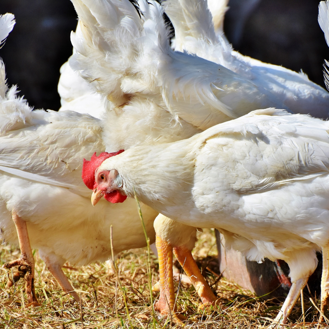 Modernização da granja exige cuidados especiais