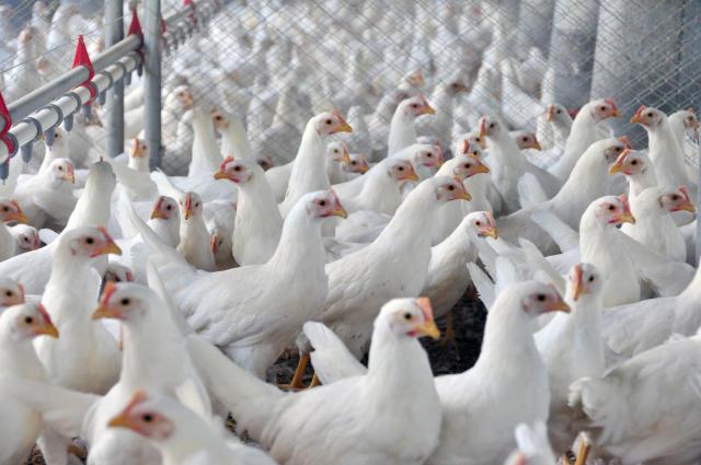 Esfriou na granja! Veja como proteger as aves quando a temperatura cai