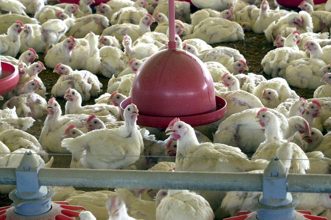 Frango: queda de insumos eleva poder de compra do avicultor