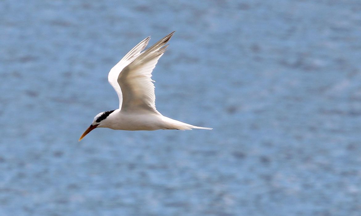 Rio de Janeiro (RJ) – Rio de Janeiro confirma terceiro caso de Gripe Aviária detectado na Ilha do Governador. As aves contaminadas são da espécie Thalasseus acuflavidus, conhecida como Trinta-réis-bando. Foto: Foto: Wikimedia/Cesar Augusto Chirosa Horie