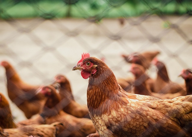 Gripe aviária: mais um estado proíbe eventos com aves