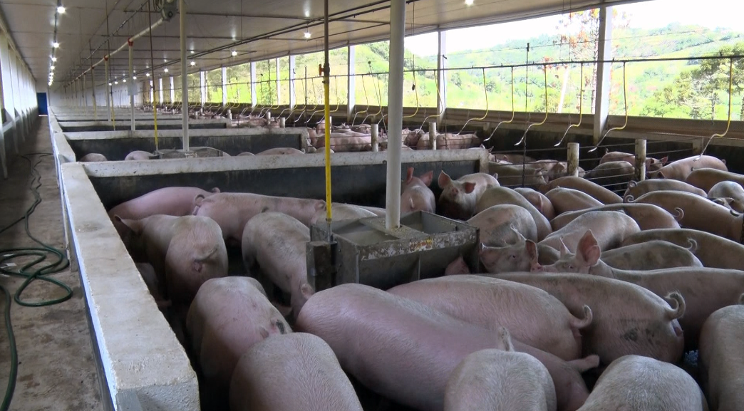 Saiba as principais medidas para manter os suínos livres de doenças