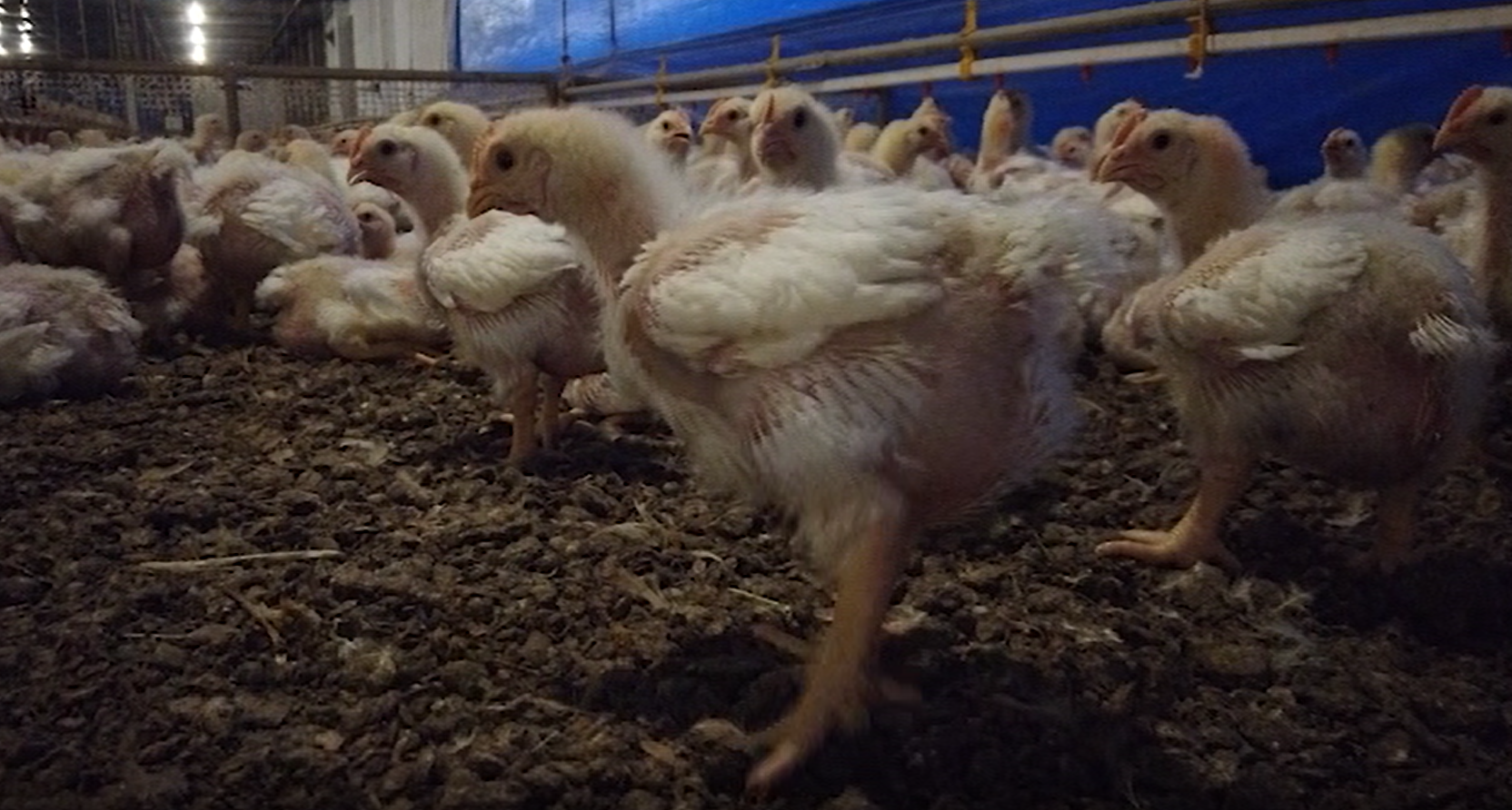 Saiba o que é aerossaculite na produção de frango de corte