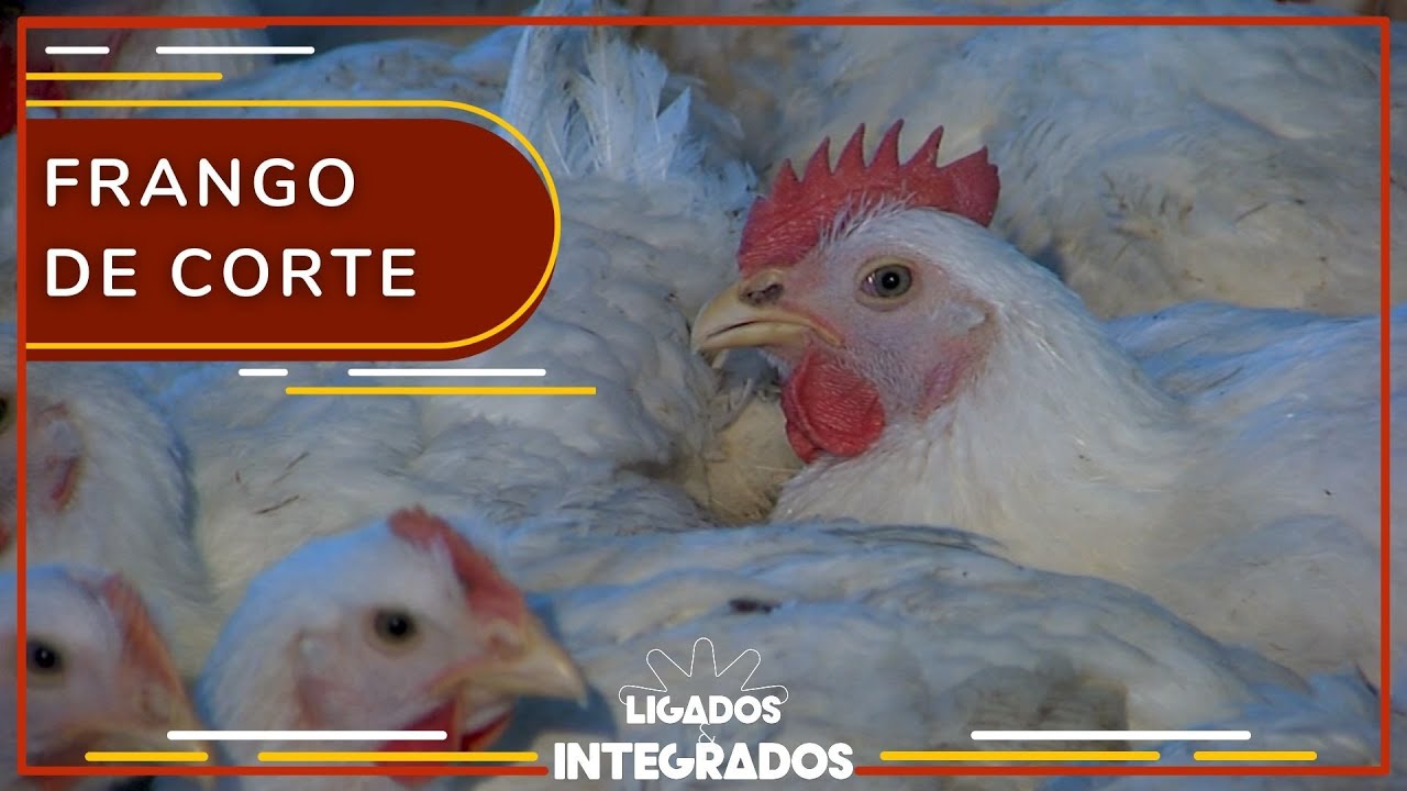 Quais práticas garantem ao frango bom desempenho e alta produtividade?