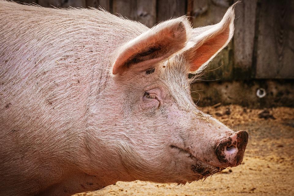 Alemanha relata mais um caso de peste suína africana em fazenda