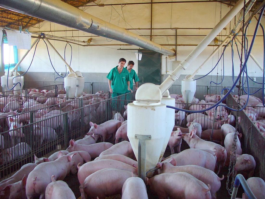 Aumente a produtividade e lucratividade da sua granja com treinamento e padronização