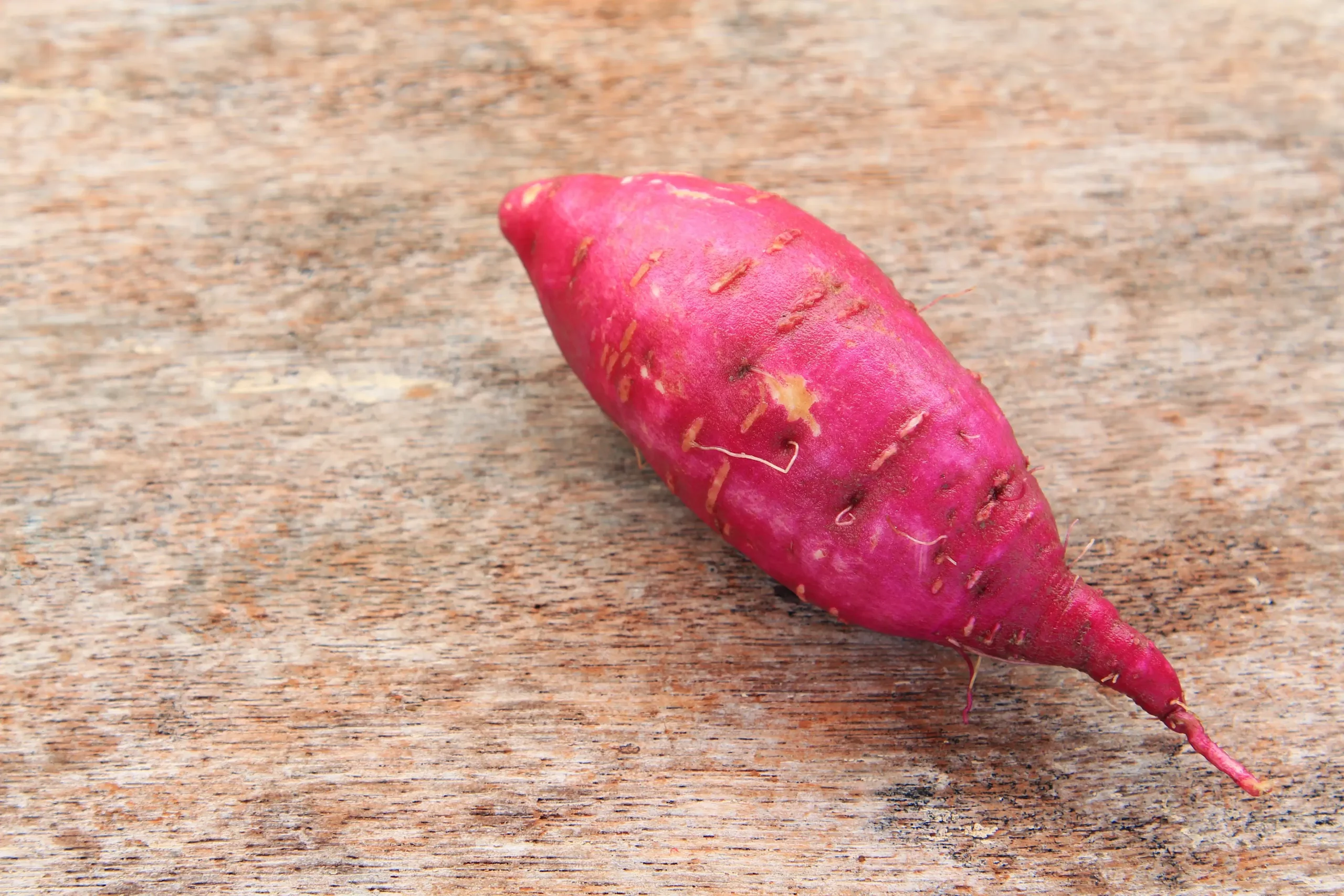 Batata-doce na dieta de aves é alternativa promissora em tempos de custos altos