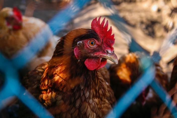 Índice Geral de Preços tem deflação em março, mas aves sobem 2,83%