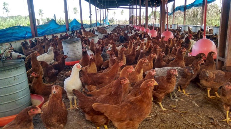 Rota da Avicultura Caipira gera renda e emprego para avicultores de todo país