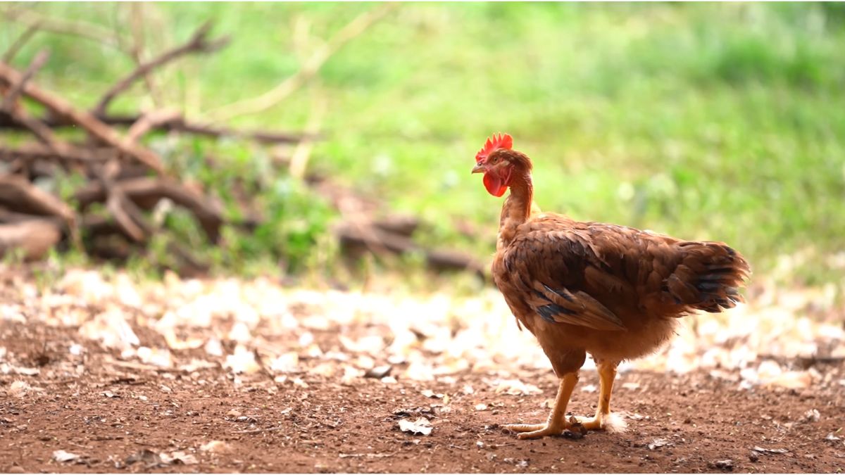 Produção de frango caipira