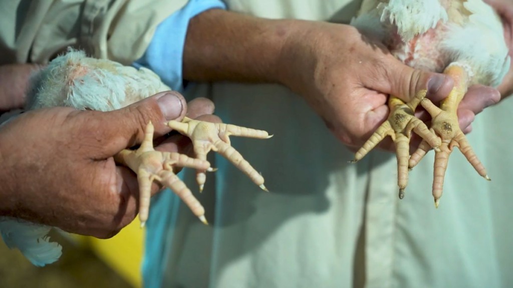 Como o manejo da cama pode influenciar no aparecimento de calo de pata nas aves?