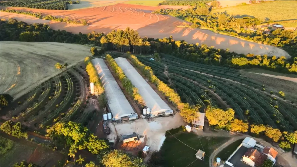 Família Benatti revitaliza a fazenda com criação de frangos