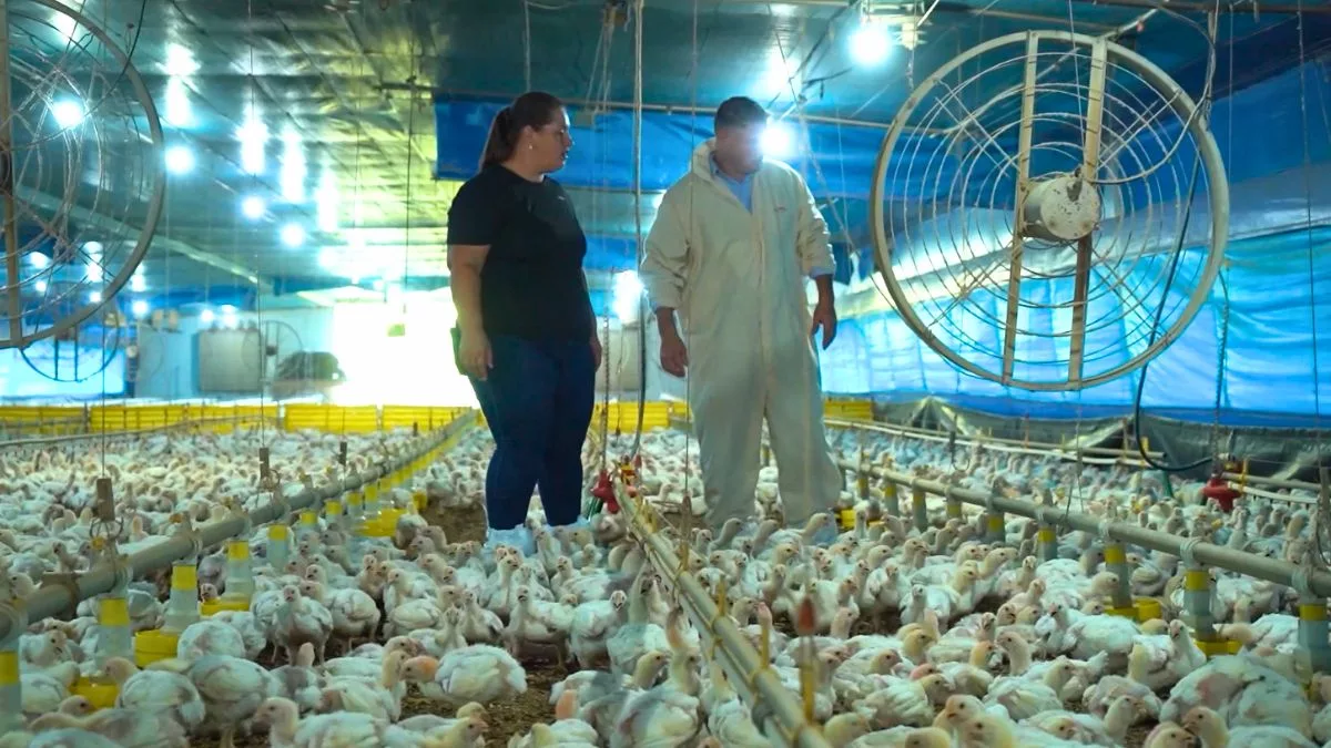 Manejo das aves no Inverno: confira estratégias eficazes para garantir a saúde do plantel