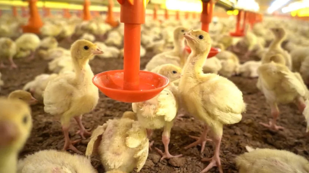 A qualidade e o manejo correto da água são fundamentais para o desempenho das aves e a rentabilidade da produção avícola