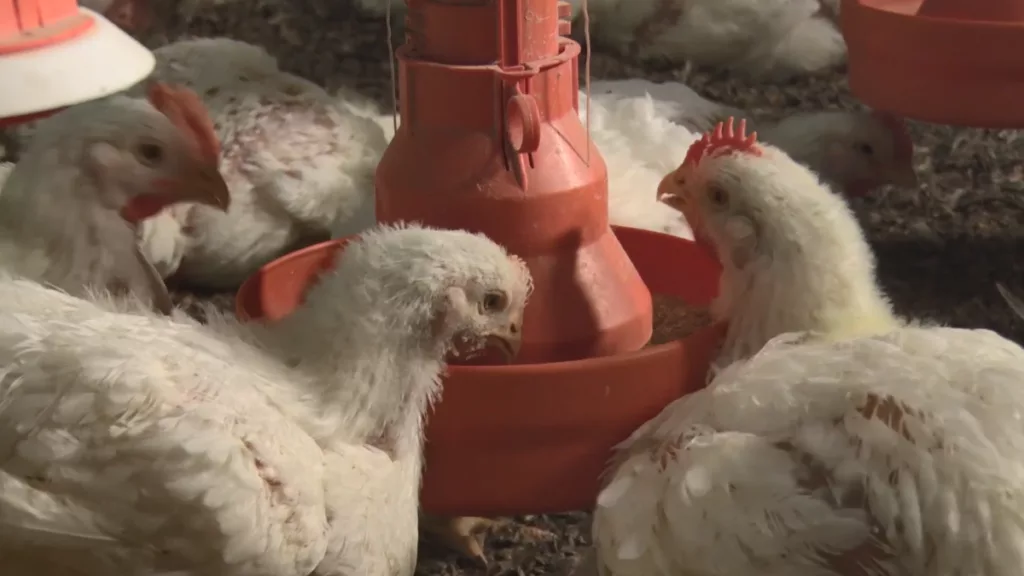 Ondas de calor exigem atenção redobrada com o bem-estar das aves, alerta especialista Ondas de calor exigem atenção redobrada com o bem-estar das aves, alerta especialista