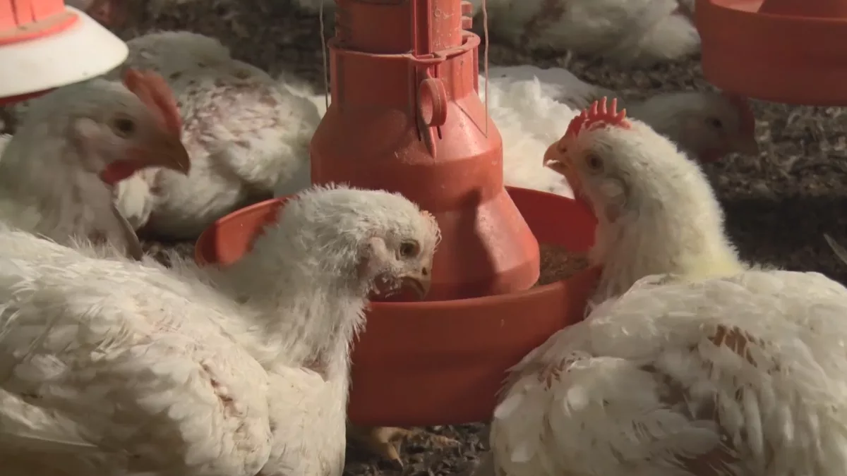 Ondas de calor exigem atenção redobrada com o bem-estar das aves, alerta especialista