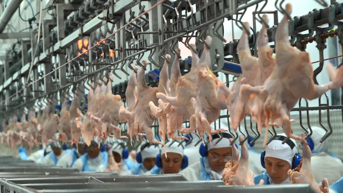 Produção de frango no Paraná Produção de frango no Paraná