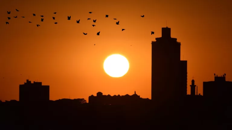 Verão nas granjas