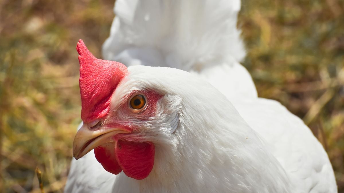 Por que meus frangos não engordam? Veterinário explica como resolver o problema