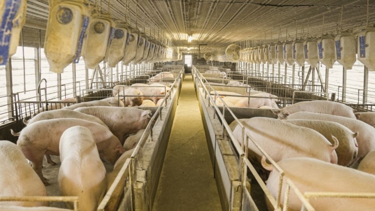 Exportação de carne suína do Paraná conquista acesso ao mercado do Chile
