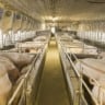 Exportação de carne suína do Paraná conquista acesso ao mercado do Chile