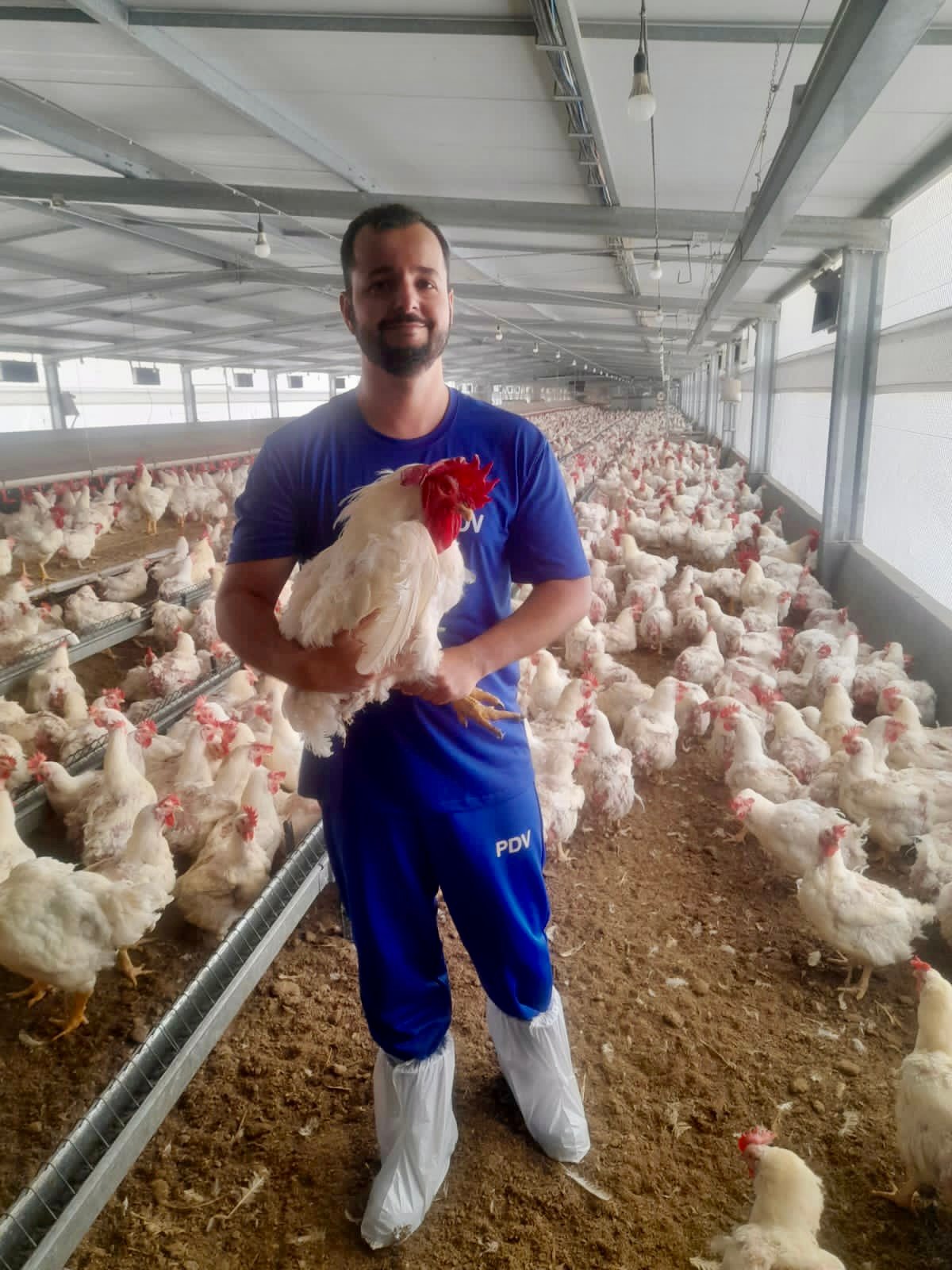 O papel do zootecnista na cadeia produtiva de aves
