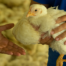 Papo inchado em aves pode indicar doença e exige atenção no manejo