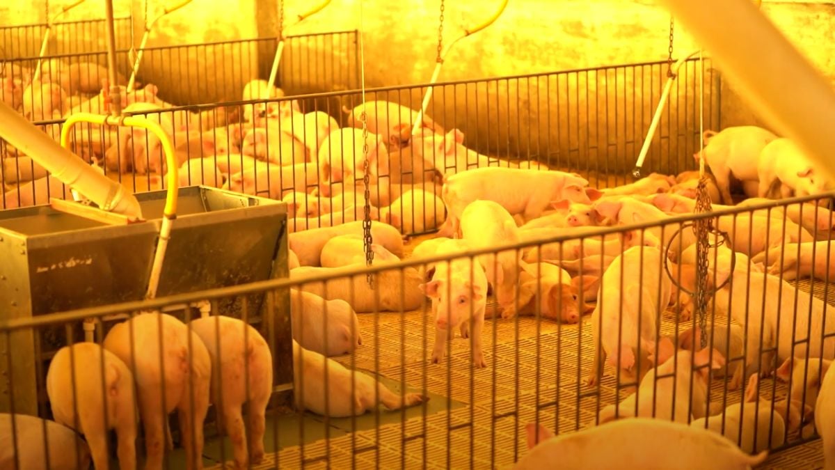 Crédito para suinocultura e nutrição de precisão marcam os rumos da produção animal