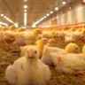 Como garantir o bom manejo no frio e evitar perdas na avicultura