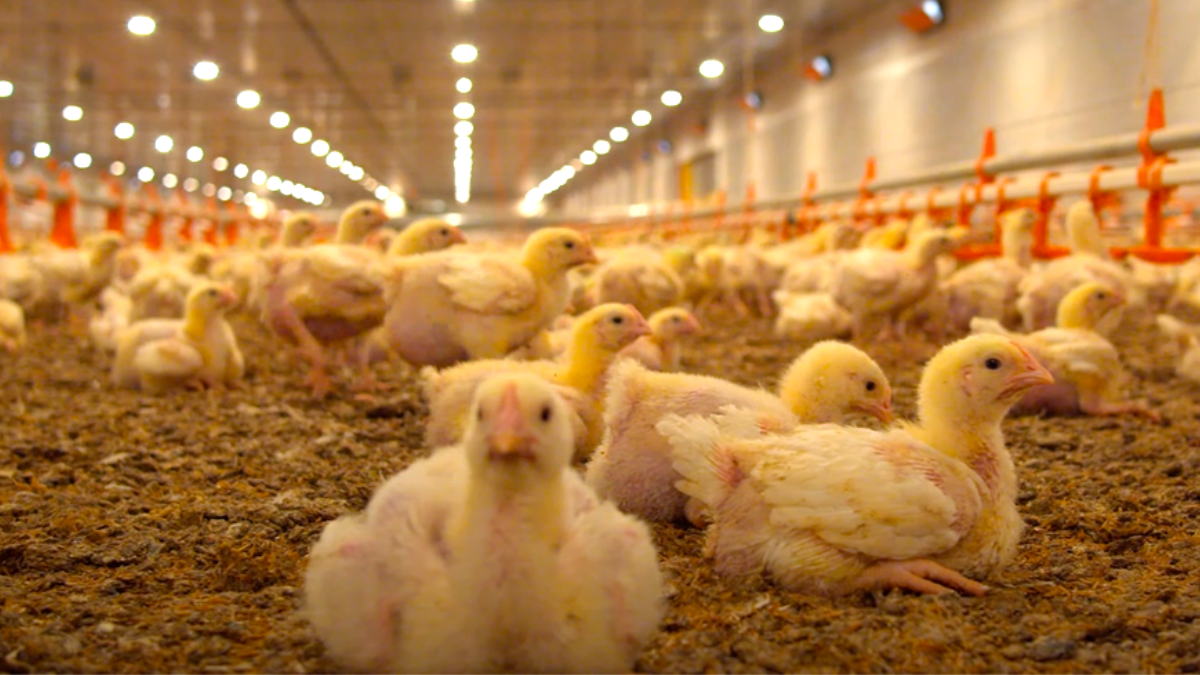 Como garantir o bom manejo no frio e evitar perdas na avicultura