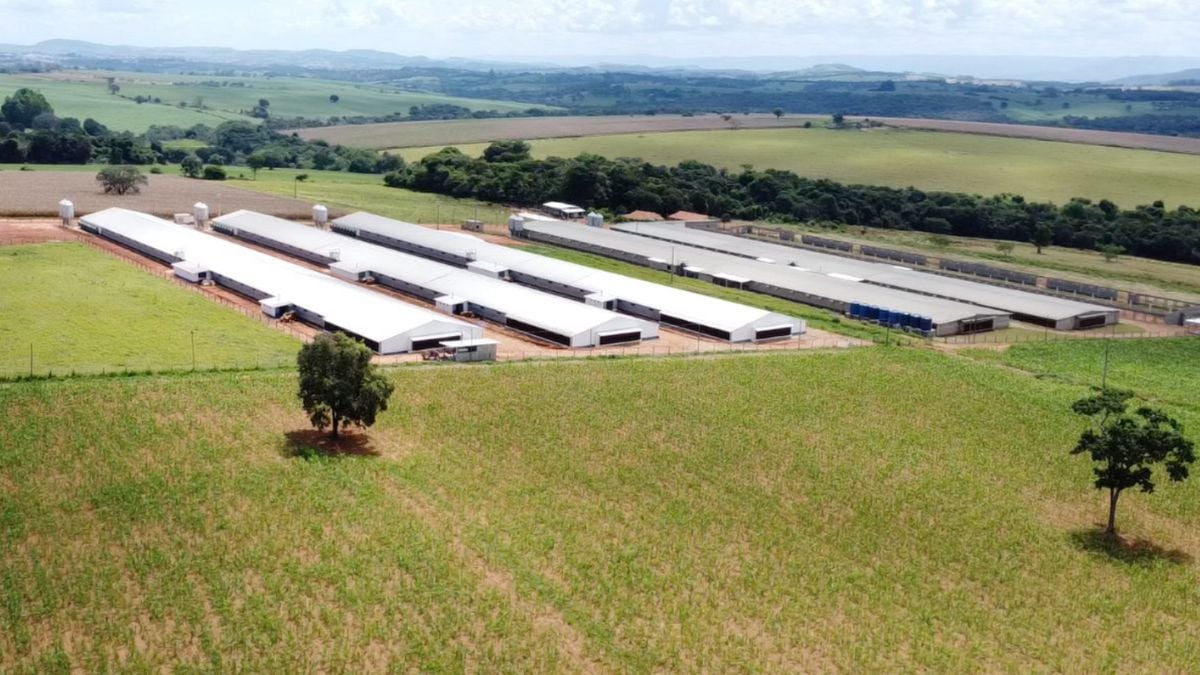 Paraná cria fundo para impulsionar a produção de frango