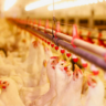 Uso de antimicrobianos: entenda os riscos e como aplicar de forma segura